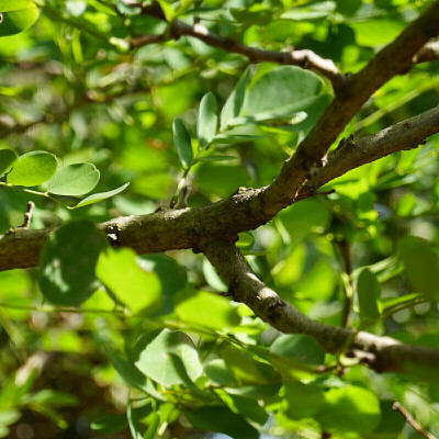 Robinia pseudoacacia 'Bessoniana'